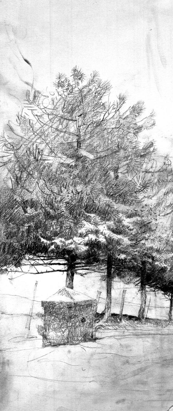 Pines In The Snow Study