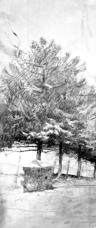 Pines In The Snow Study