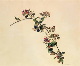 Blackberry Branch, Study for Blackberry Picker