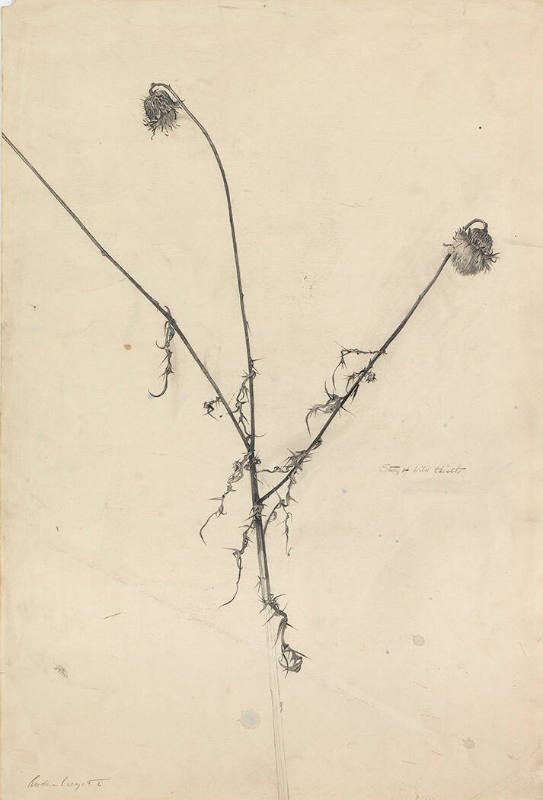 Dried Thistles, Study for Snow Fields