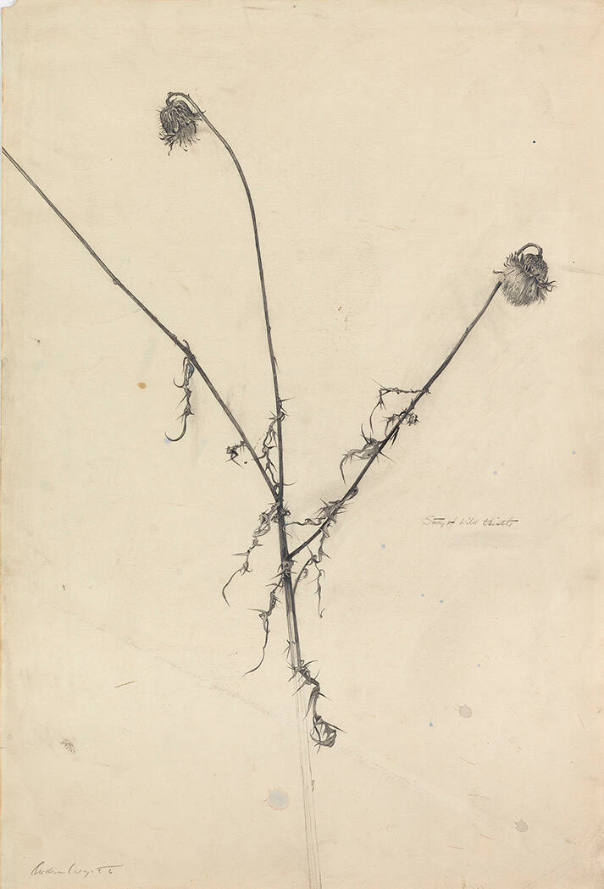 Dried Thistles, Study for Snow Fields