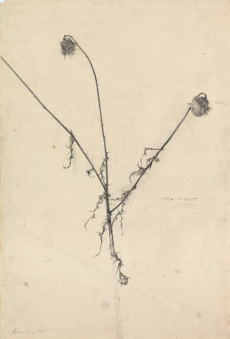 Dried Thistles, Study for Snow Fields