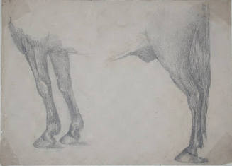 Untitled (four legs and torso of a horse)