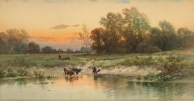 Cows Wading at Sunset