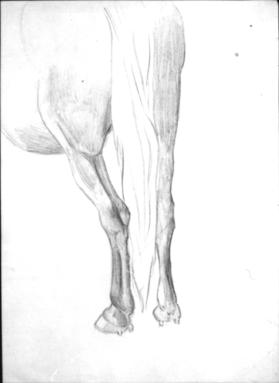 Untitled (hind legs of a horse)