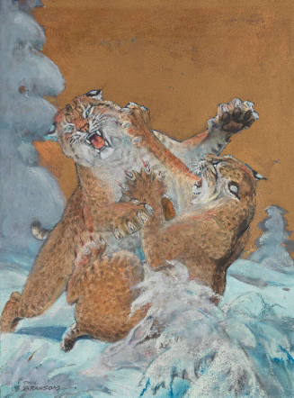 Two Snow Leopards Fighting