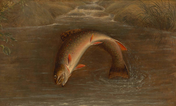 Trout