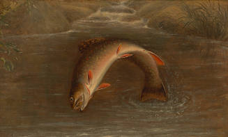 Trout