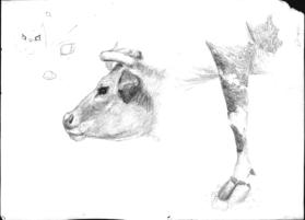 Untitled (head and leg of a cow)