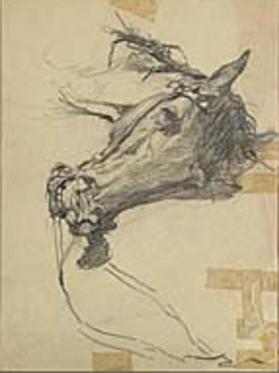 untitled (study of a horse's head)