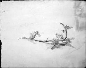 Untitled (study of a flowering branch; verso, architectural projection)