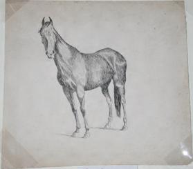 Untitled (study of a horse)