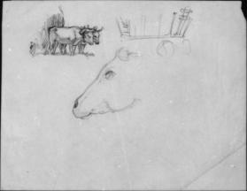 Untitled (studies of oxen for Men of Concord)